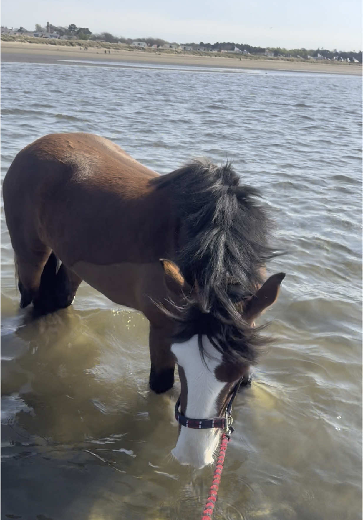 Out with dad,horses and dogs in the sun ☀️ 🏴󠁧󠁢󠁳󠁣󠁴󠁿🐴 🐶 #equestrian #horsesontiktok #equestrianlife #horse #mylife #spring #horselover #beach #sea #waves #sand #sun #clydesdale #Scotland #equestrianguy #shetlandpony #pony #dog #daschund 