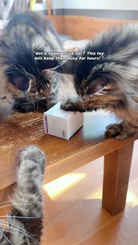 The ultimate way for cats to unleash their instincts and energy! Getting interaction and happiness! #cattoys #catsofttiktok #catlover #toy #petvlog #funnypets 
