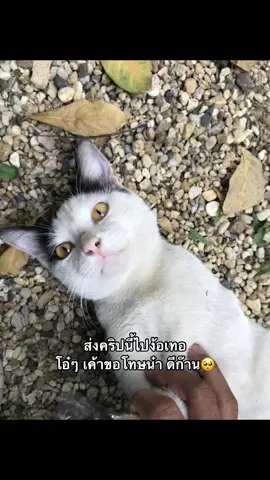โอ๋ๆเค้ามาง้อเเล้ว หายงอลน๋า ดีกัน🥺#เธรดความรู้สึก #สตอรี่ความรู้สึก #ฟีดดด #เธรดคําพูด #อย่าปิดการมองเห็น #ฟีดเถอะขอร้อง #เเฟน #เธรดรักแฟน #เเท็กเเฟน 