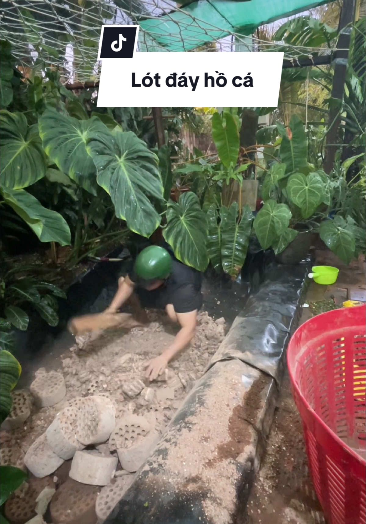 Vẫn đang rất the thiết đi xin rau má về cắm vô hồ, ai có cho m xin 10kg với #phuocdoanday 