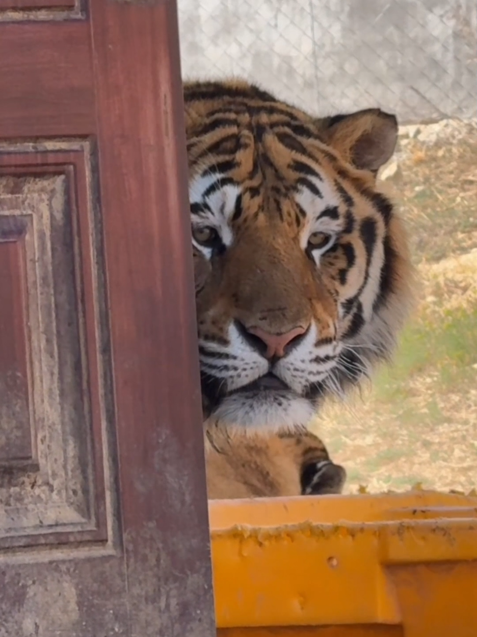 Bioga the Tiger’s Most Legendary Attack of All Time! 🤧😳🥰  #tigerbioga #tiger #foryou #fyp 