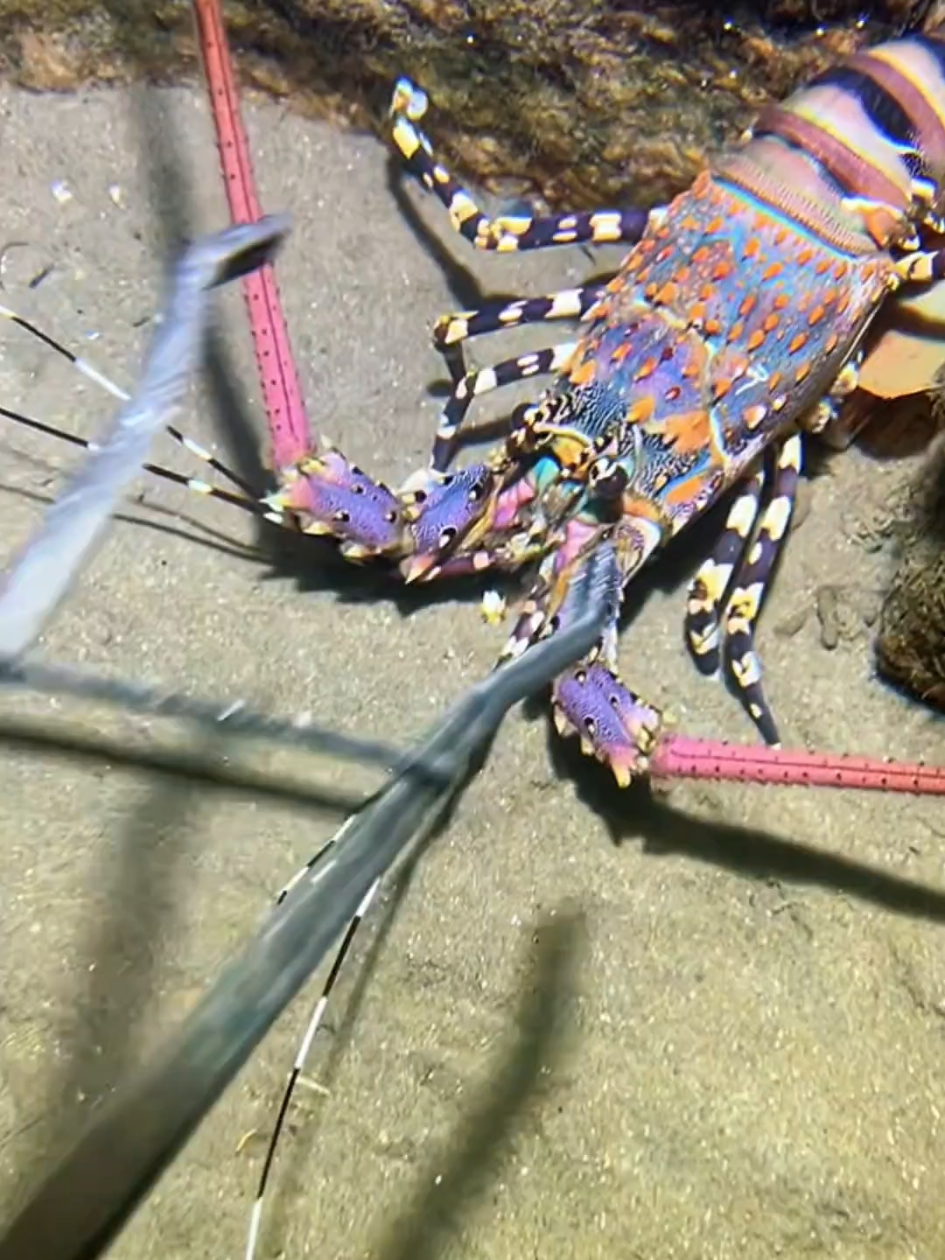#diving #crab #catchthesea #seaside #seafood #fish #eel #lobster #seangsolofishing