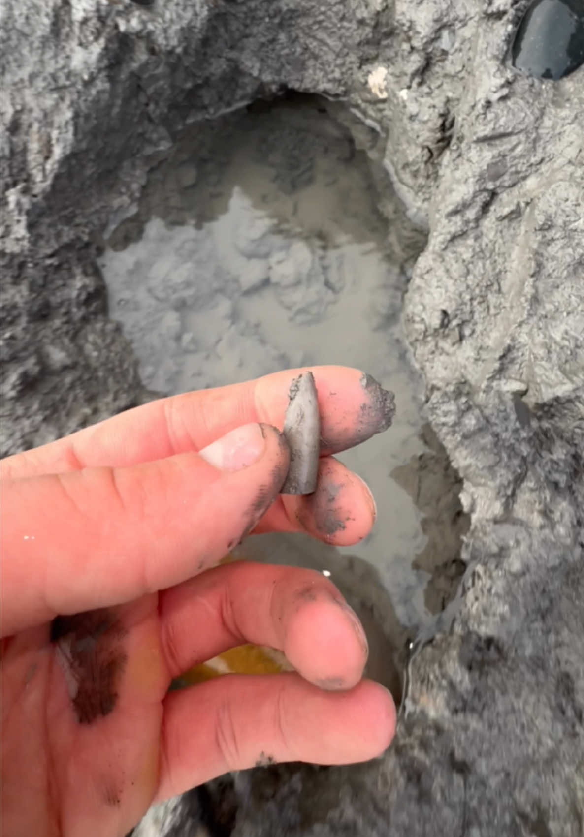 Exposing a perfect Jurassic Belemnite (Squid-like creature) which was in a large loose shale slab hidden within lots of beach pebbles 🦑🦑 This is the ‘Belemnite Guard’, which was the tough inner part of the belemnite 🏝 The soft tissue rarely preserved properly, however many great examples have been found in other parts of the world 🌎 Thank you in advance for supporting our page! 🐊 #natural #nature #fossil #fossils #ancient #animals #art #ammonite #ammonites #dinosaur #scientist  #minerals #paleontology #whitby #geologist #dorset #geology #charmouth #jurassic #yorkshire #fyp 