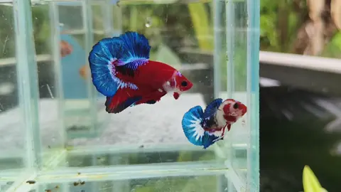 #RockcanBetta #ปลากัดเมืองคอน #ไรแดงพรหมคีรี #AVAplakad #สัตว์น้ำสวยงาม #ปลากัดแฟนซี #ปลากัด #ไรแดงปลากัด 