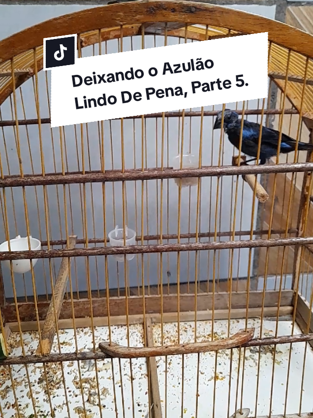 Deixando o Azulão Lindo De Pena, Parte 5. #Dicas #Pássaros #CriarEPreservar #Azulão 