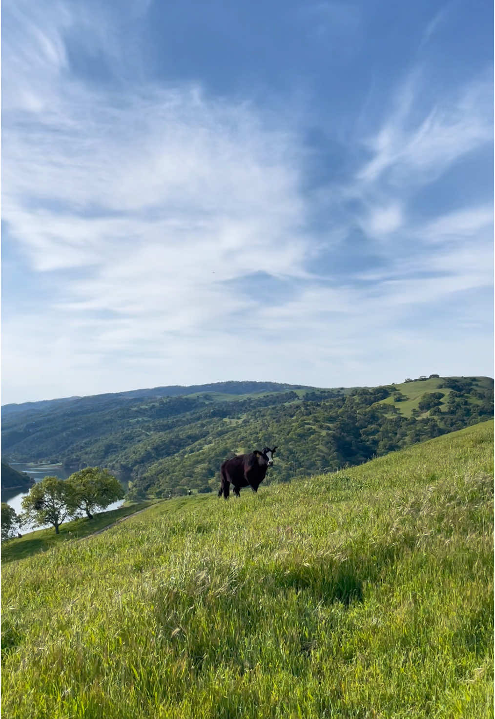 the most green i’ve ever seen #delvalle #livermoreca #cows #nature #Hiking #greenhills #fyp #Outdoors #spring
