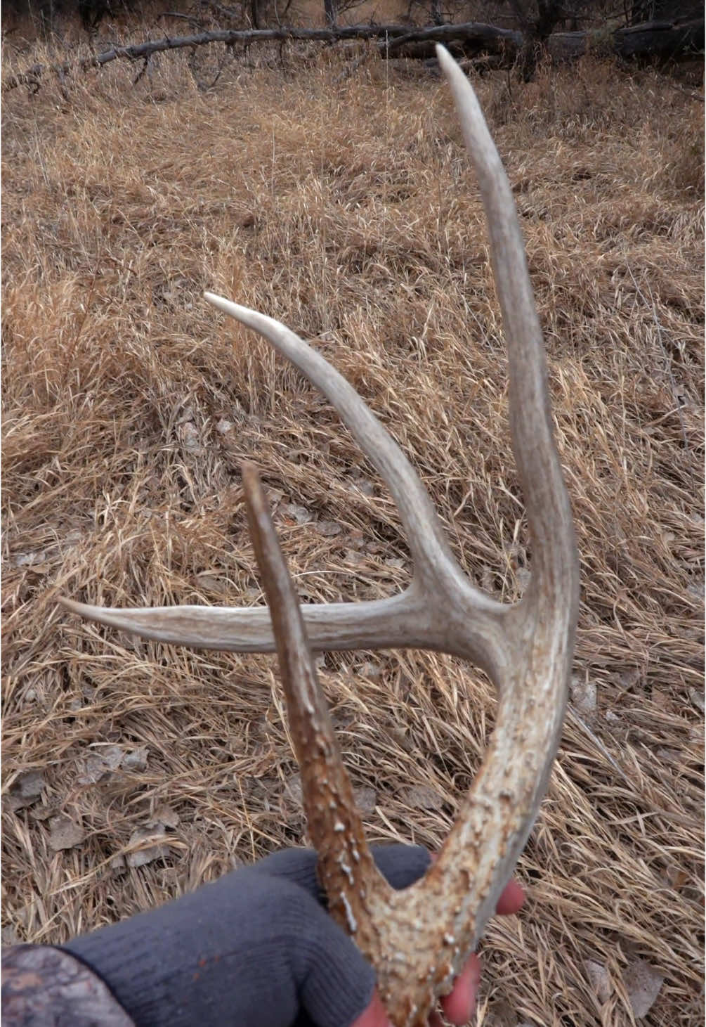 MATCH THEM UP! #Outdoors #hunting #shedhunting #bigbuck 