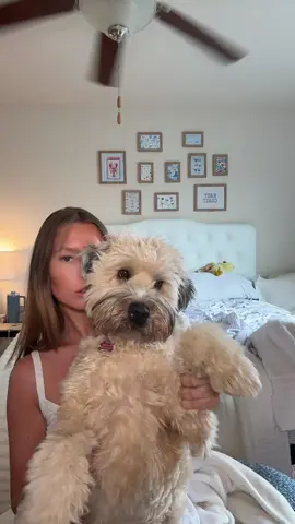 no caption needed  #wheatenterrier #wheaten #dogsoftiktok #hairspray 