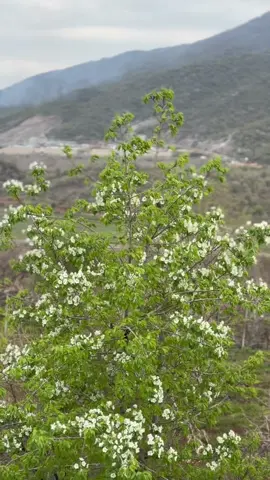 #kurdistan #berkiyati #berkiyat_village #gunde_berkiyat #berkiyata_ma #barwarima❤️🍎 #barwaryii🖤🦅 #برواري_بيركياتي #بئركياتي #قرية_البركات #گوندئ_بئركيات_مسه_له_كا_سوينئ_گوندکئ_رمئ #explore #veral 