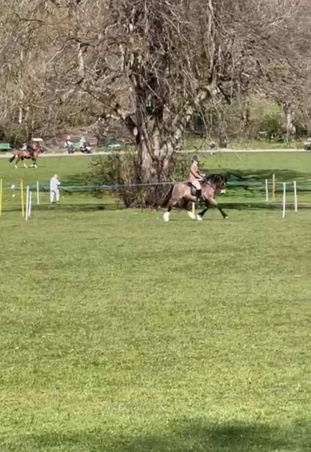 Rory going lovely today to win the juniors💞 well done @Eliza x and milooo❤️ #popstersshadowland #welshc #foryou #showing #fyp 