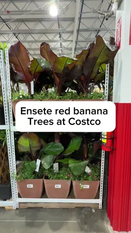 I spotted these beautiful ensete red banana Trees at Costco , and wow I have never seen these here before they are gorgeous!! My biggest question is how do you take care of it? Follow for more new Costco finds  #costco #costconewdeals #costcodeals #costcofinds #costcomusthaves #costconew 