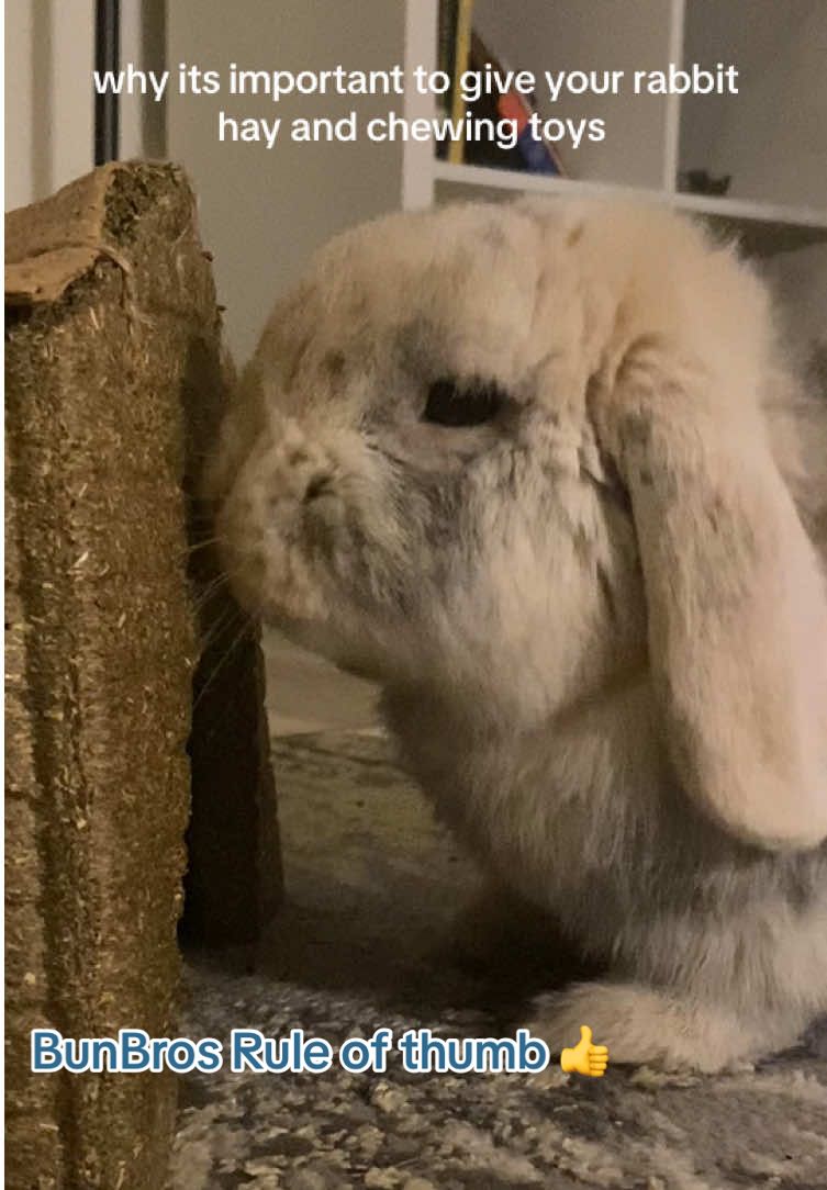 Rule of thumb number 1 🐰  fresh hay and chewing toys #helpfultips #helpfultip #rabbitcare #rabbittok #chewingsound #asmrtiktoks #animalcare #importantmessage #rabbitsoftiktok #rabbits #bunnycare #cutebunny #cutebunnies #hollandlop #munchies #eatingsounds #eatingasmr #treatyourpet #PetsOfTikTok 