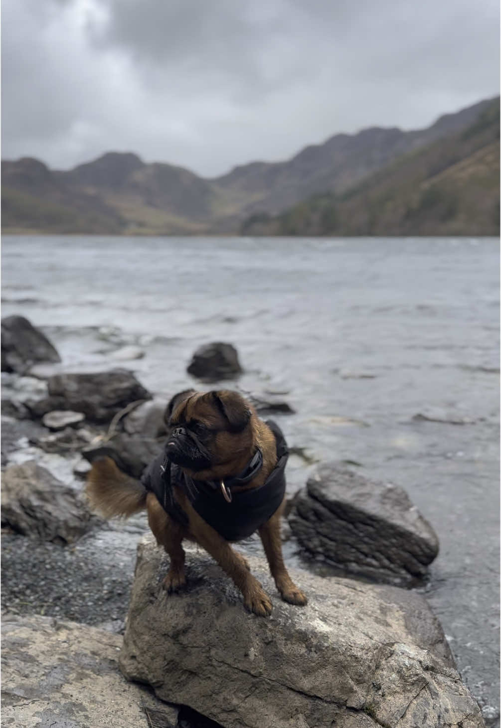 Our first spring van weekend of 2025 🚐  #Wales #fyp #travel #brusselsgriffon #explore #vanlife 
