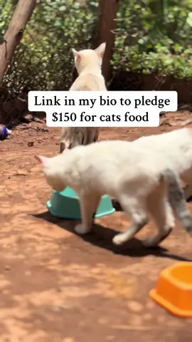 Link in my bio to pledge $150 for cats food @rubyramosnavarro #help #fyp #catsoftiktok #tiktokviral #kittensoftiktok #cats #animal #shelter #pets 