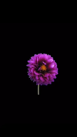 how life feels || #flowers #dying #how #life #Love #friends #feel #purple #yellow #colours #flowersdying #12x #tiktok #lindynutella 