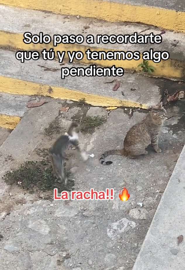 Para la racha bb!! #larachaaaaaaaaaa🔥 #paratiiiiiiiiiiiiiiiiiiiiiiiiiiiiiii #paratodos #foryoupage videos para la racha 