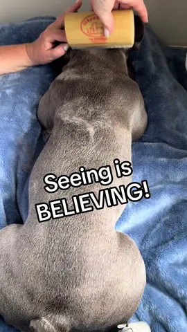 It just works!!! Look at his coat on the top half after I use the SleekEZ...it looks so nice!  I like doing this every week! It helps reduce the hair  around the house too. #doggrooming #doggroomingtips #sleekez #doghair ##frenchbulldog #frenchie #lovemydog #shedding #dogshedding #deshedding 