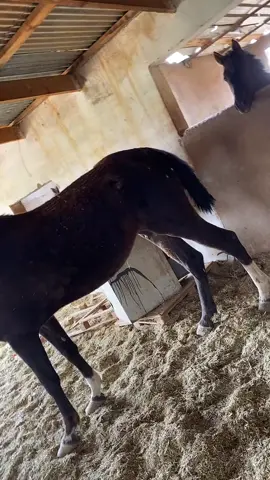 😅😅#fyp #اكسبلور #fypシ゚ #خيل_وخياله🐎 #مزرعة #trendingvideo #الشعب_الصيني_ماله_حل😂😂 #algerie🇩🇿 