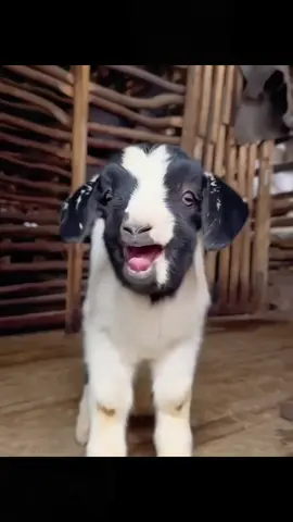 Bakri Goat Funny Voice #viral_video #funforkids #cartoon #funny #goat #goatvoice #viral #kidsfun #animal 