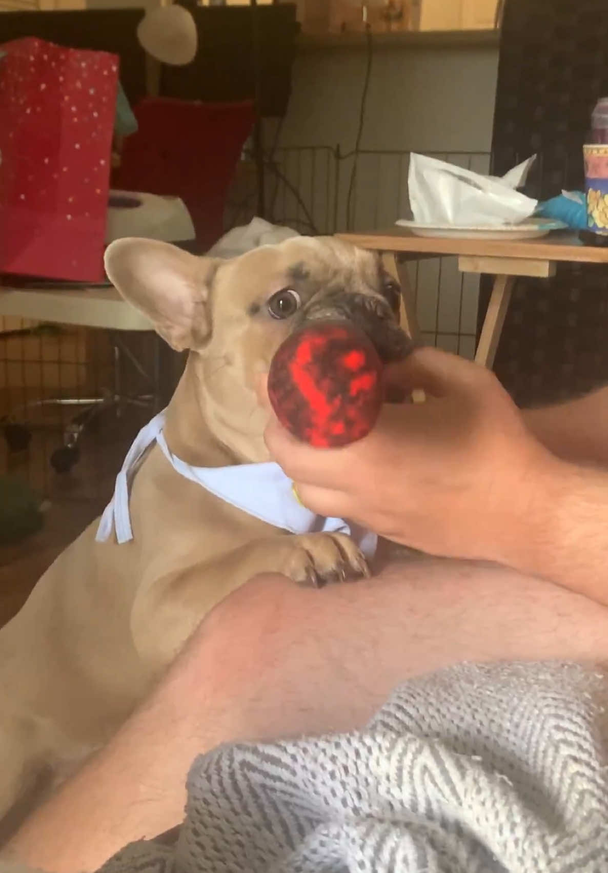 Guaranteed endless laughs 😂 #funny #cigar #toy #dogtoy #lol #laughing #dog #dogs #dogsoftiktok #pets #animals #toys 