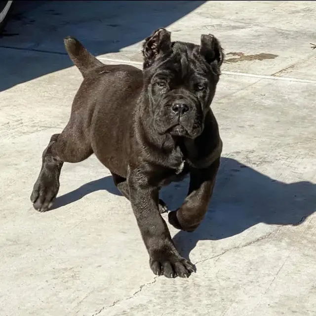 Beautiful black cane corso puppy ready for a new home #canecorsoitaliano #canecorso #canecorsopupp #canecorsoseth 
