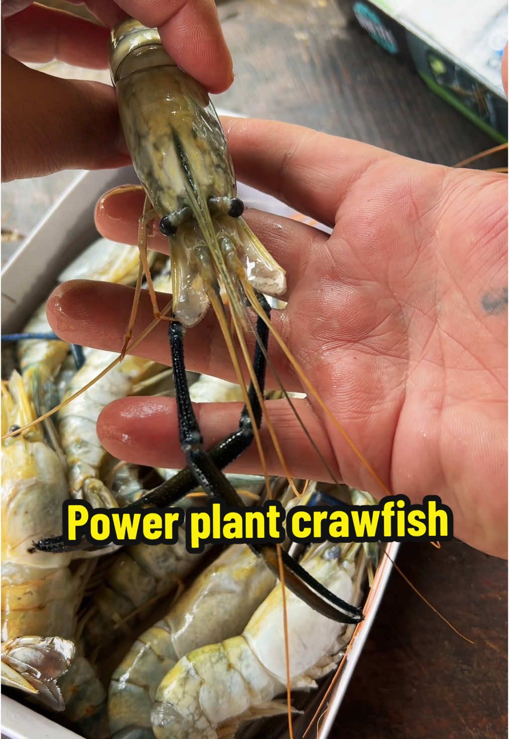 Cooking GIANT prawns #fyp #catchcleancook #beardedfisherman #fishing #fish 