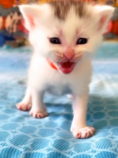 صوت قطة صغيرة