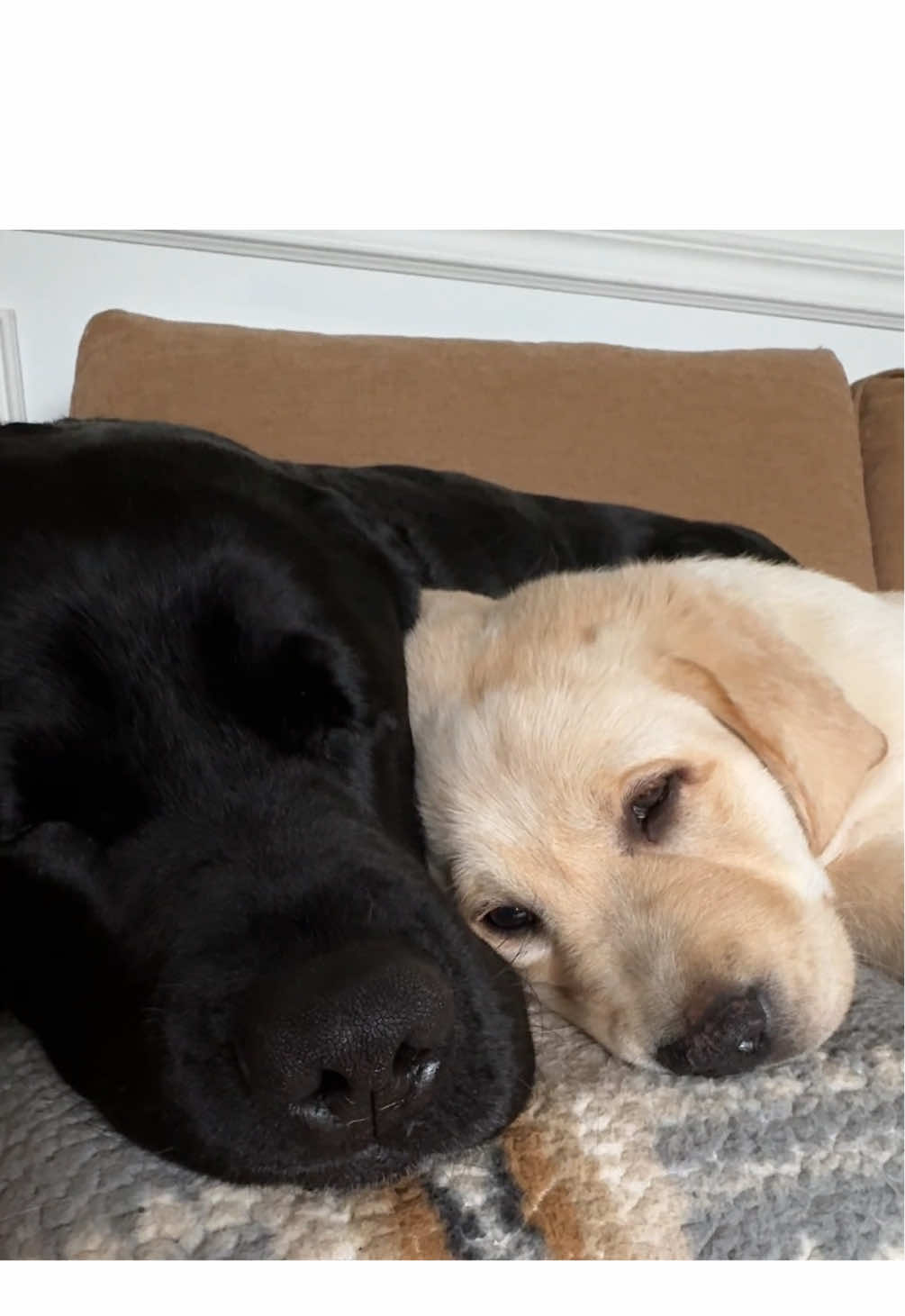 A perfect Sunday😴💛🖤#sunday #naptime #sleepy #resting #cozy #foryoupage #fyp #trending #Love #fatherson #labsoftiktok #labrador #loveyou 