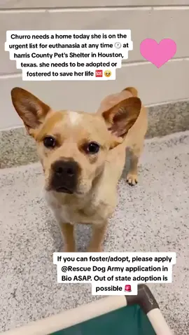 🚨🚨🚨Urgent 🚨🚨🚨 Churro is on the urgent list for euthanasia ☠️ at any time 🕐 At harris county pet's shelter in Houston texas. Churro needs a home today ‼️ 🆘️🆘️🆘️🆘️🆘️ Please consider fostering if you are unable to adopt it would save this sweet girls life🙏💜🙏 Name. Churro  ID #A634357 Co kenneled  Female  If you can foster/adopt please fill out an application @Rescue Dog Army  Application in Bio ASAP ‼️  OUT OF STATE ADOPTION IS POSSIBLE.  Please message me if you have any questions.  Address  Harris County Pet's shelter.  612 Canino Rd in Houston texas.  #adopt #rescue #foster #resuedogarmy #savealife #harriscountypets #euthlist #FYP #urgentshelterd #dogsoftiktok #doggo #fosteringsaveslives #houston #texas #help #urgent #hero 