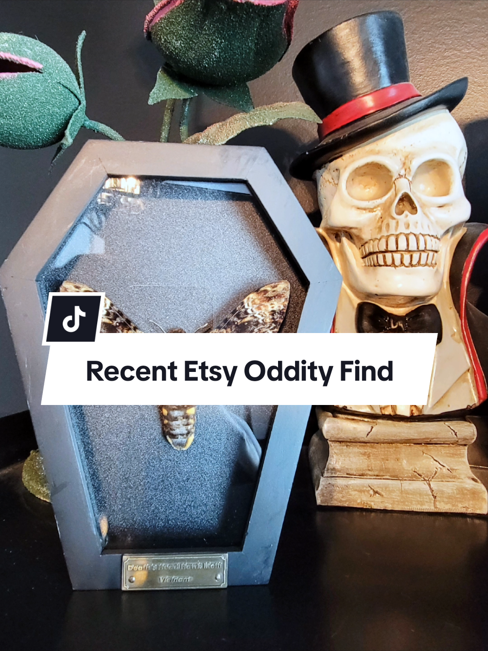 Found this beautiful Death's Head Moth on Etsy ✨️ #etsycreatorco #deathsheadmoth #deathsheadhawkmoth #fypシ #odditytok #gothhome 