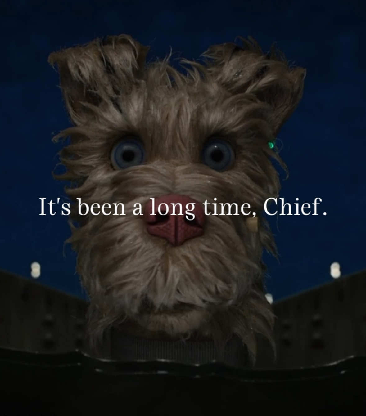 consider my brain chemistry ALTERED, can’t believe it took me this long to finally watch this movie, it is a MASTERPIECE #isleofdogs #isleofdogsedit #chief #spots #wesanderson #likehim #fyp
