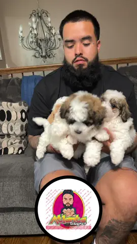 Maltipoos fur babies ❤️😍