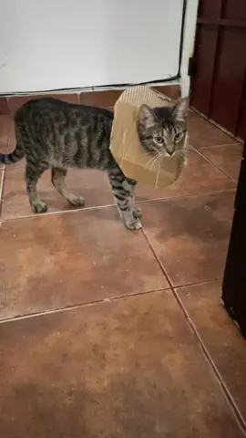 Odio ser pobre, lo odioooo 😡😂😂😂  #gatos #humor #cat #pobreza #🐈‍⬛ #gatostiktok #risa #😂😂😂 