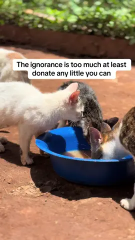 Donate food via PayPal link in bio#help @rubyramosnavarro #fyp #catsoftiktok #tiktokviral #tiktokviral #kittensoftiktok #cats #animal #catslovers #views 