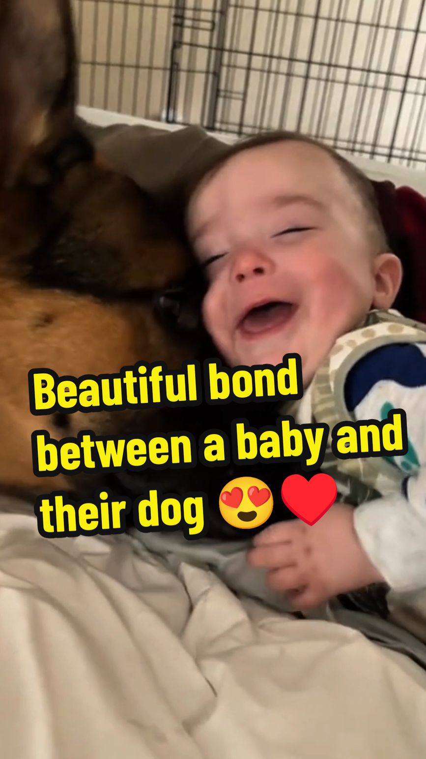 A baby and their loyal dog, bound by heart. 🐾💖👶 #baby #babiesoftiktok #babytiktok #babylove #cutebaby #toddler #toddlersoftiktok #dog #dogsoftiktok #puppy #puppiesoftiktok #doglover #Love #cute #adorable #precious #heartwarming #bonding #furryfriends #BestFriends #fyp #foryoupage #fypシ 