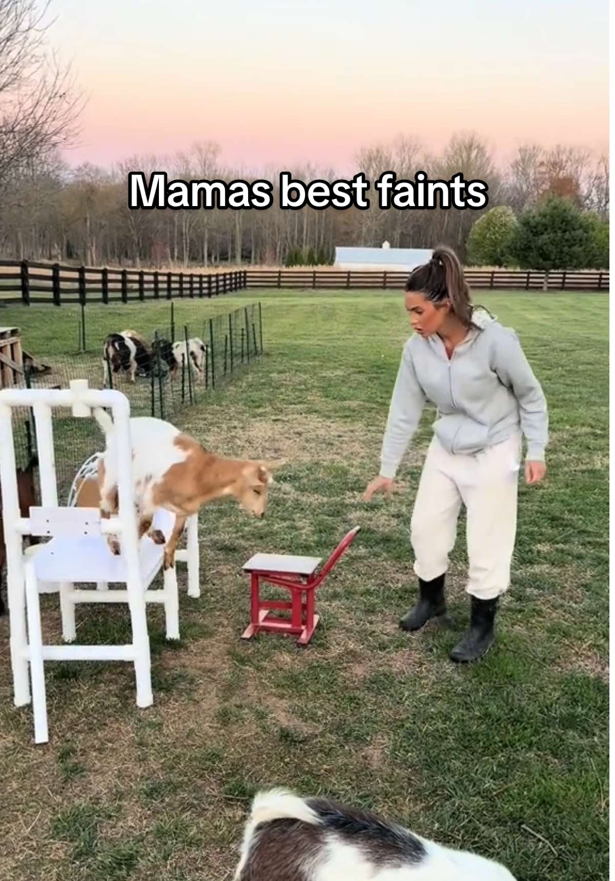 Here are some of Mamas best faints! I can’t stop laughing 😂 #faintinggoats #farmlife #goatsoftiktok #fypシ 