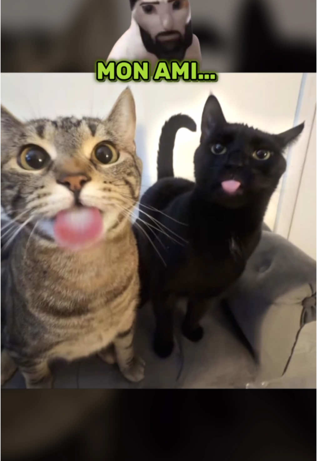 c’est l’électricien 😱 #catmemes #lakaka #humour #chat #dankmemes 