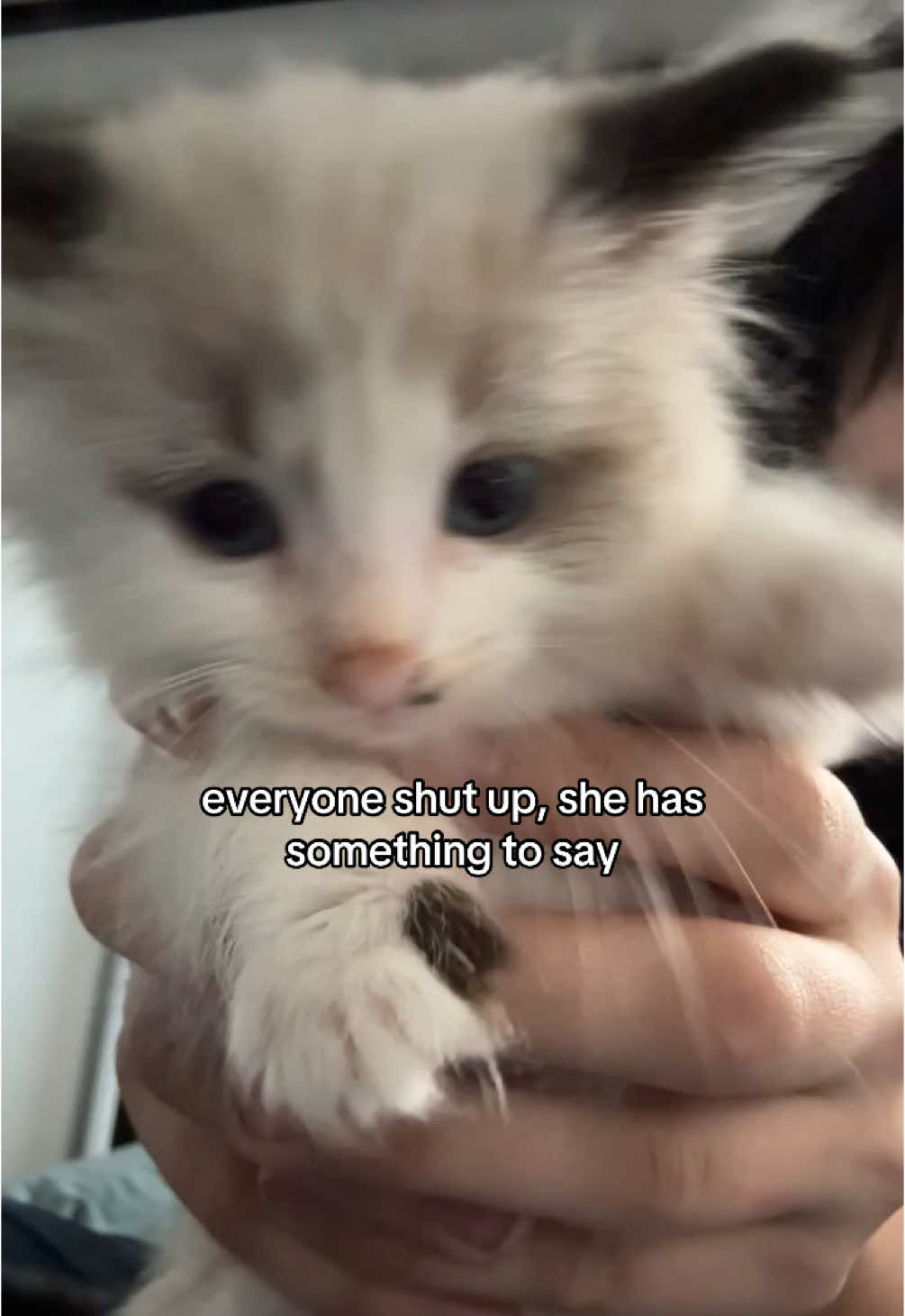 wise words from princess winnie • #cat #kitten 