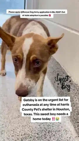 🚨🚨🚨Urgent 🚨🚨🚨 Gatsby is on the urgent list for euthanasia ☠️ at any time 🕐 at harris County Pet's shelter in Houston texas. He needs to be adopted or fostered to save his life 🆘️ 🙏 🆘️🙏🆘️🙏🆘️🙏🆘️🙏 Please  Consider fostering if you are unable to adopt it would save Gatsbys life🙏💙🙏❤️🙏💙 Name. Gatsby  ID #A634342  If you can foster/adopt please fill out an application @Rescue Dog Army  application in Bio ASAP ‼️  OUT OF STATE ADOPTION IS POSSIBLE.  Please message me if you have any questions.  Address  Harris County Pet's shelter.  612 Canino Rd in Houston texas.  #adopt #rescue #foster #resuedogarmy #savealife #harriscountypets #euthlist #FYP #urgentshelterd #dogsoftiktok #doggo #fosteringsaveslives #houston #texas #help #urgent #hero 