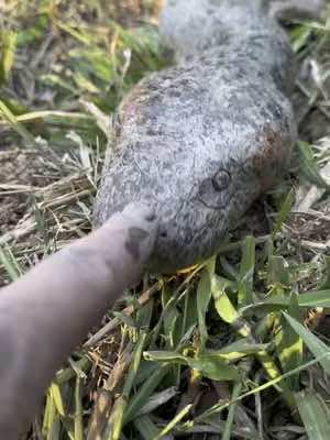 I YOINKED A HAGE ANACONDA! #anaconda#wildlife#viralvideo#professional#conservation#conservation#yoink#fyp#foryoupage#crazy#snakes#nature#Colombia#caiman#crocodile
