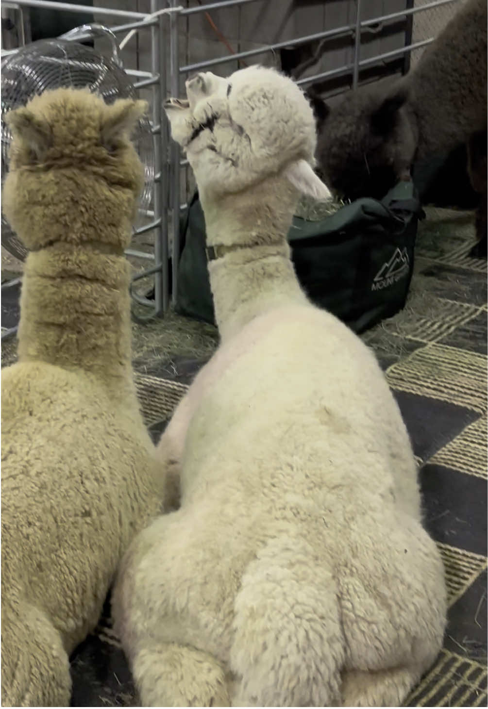 No captions needed🦙 #alpaca #mopaca #funnyanimals #viral #blowthisup #foryou