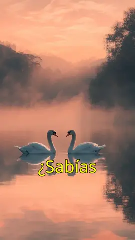 Cisnes Símbolos del Amor Eterno ¿Sabías que los cisnes eligen pareja para toda la vida? Estos magníficos animales no solo bailan en sincronía, sino que también muestran un profundo amor y lealtad. ¡Descubre cómo los cisnes se convierten en un símbolo de amor eterno y cómo enfrentan la pérdida de su pareja! 🦢💞 #curiosidades #datoscuriosos #Cisnes #AmorEterno #Fidelidad #Naturaleza #Animales #DueloAnimal
