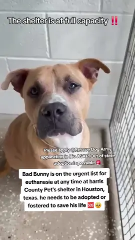 🚨🚨🚨Urgent 🚨🚨🚨 Bad Bunny is on the urgent list for euthanasia ☠️ at any time 🕐 At harris county pet's shelter in Houston texas. This sweet baby needs to be adopted or fostered to save his life 🆘️ 🙏 🆘️🙏🆘️ Please consider fostering if you are unable to adopt it will save Bad Bunnys life 🙏❤️🙏❤️🙏❤️ Name. Bad Bunny  ID #A634422  If you can foster/adopt please apply @Rescue Dog Army application in Bio ASAP ‼️  OUT OF STATE ADOPTION IS POSSIBLE.  Please message me if you have any questions.  Address  Harris County Pet's shelter.  612 Canino Rd in Houston texas. #adopt #rescue #foster #resuedogarmy #savealife #harriscountypets #euthlist #FYP #urgentshelterd #dogsoftiktok #doggo #fosteringsaveslives #houston #texas #help #urgent #hero 