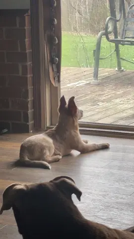 Red Healer Ears