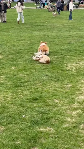 #fun #cute #animals 