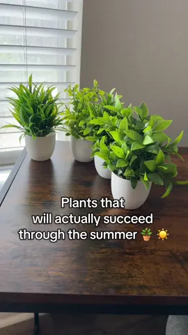 These are SO pretty! #plants #indoorplants #artificalplants #gardening *on sale at time of posting *