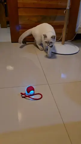 Smart Cat Toys Automatic Rolling Ball! interactive toy promotes exercise and reduce boredom! #cataholiccorner #cattoys #rollingball #catball  #automaticrollingball #rechargeable #interactive #reduceboredom #interactivetoys #mouseball 