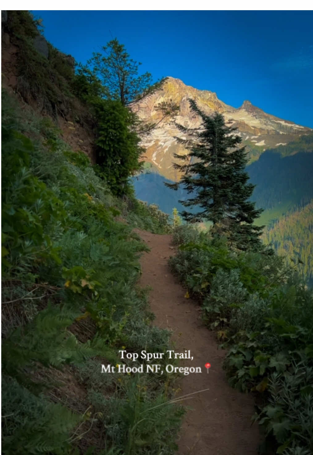 This short 2.2-mile loop trail offers some of the best views of the Mt. Hood. ❗️Imp info I forgot to mention in my last video is that there is a little bit of off road to get to the trail and can be little sketchy. Please take it really slow. Tends to remain snow packed till late. So please do check the road conditions before you plan a hike. Mid June-July probably will be best time to hike it.Enjoy! 🥾 #mthoodoregon #oregon #fyp #exploreoregon #mthood #traveloregon #oregoncheck #mthoodnationalforest 