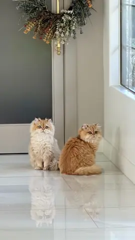 They learned a new trick 🤦‍♂️  #weirdpets #creatures #weirdcore #creepypasta #catsoftiktok 
