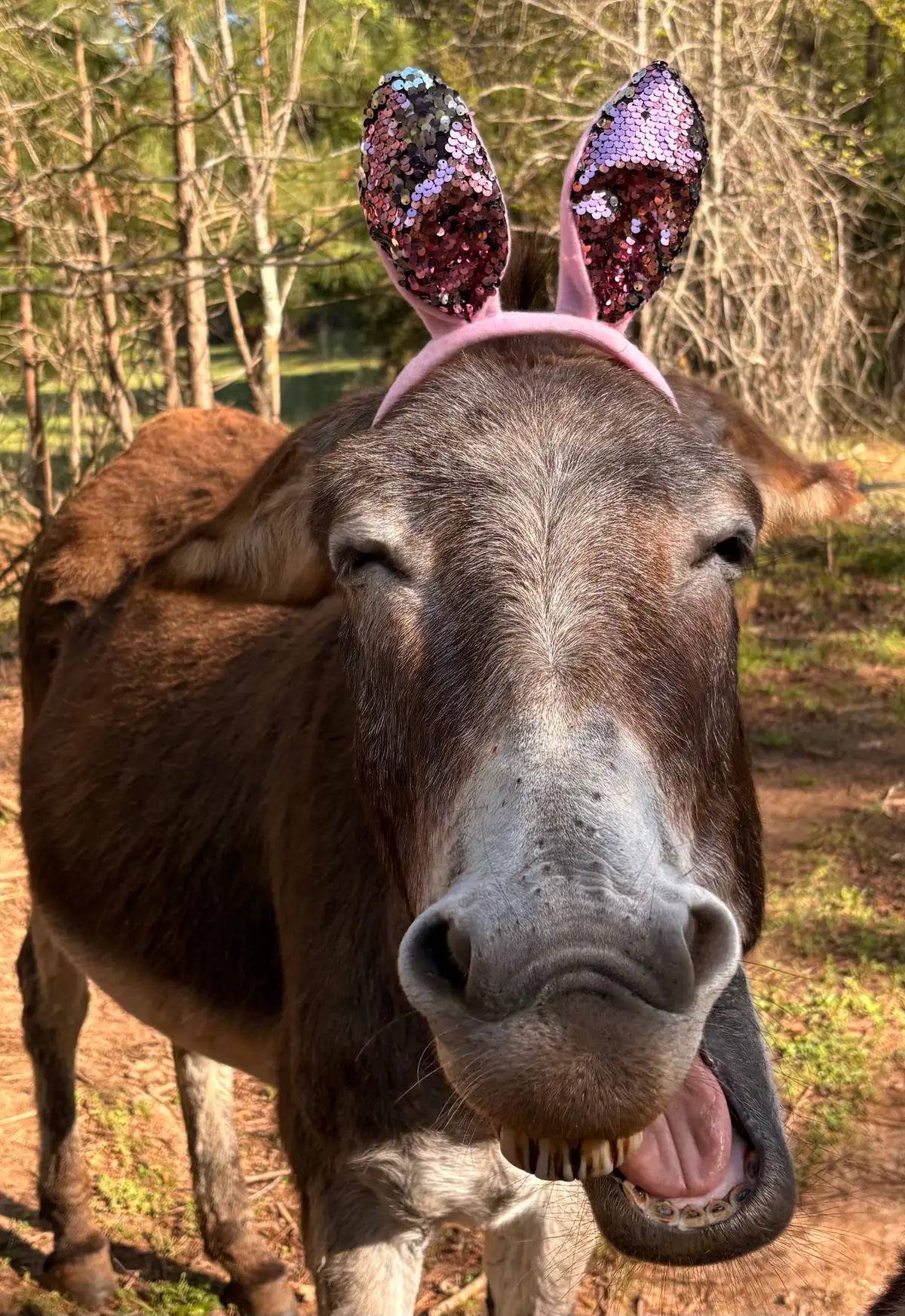 I have the most patient donkeys. Enjoys some photos of them with their ears. They really are the best and don’t mind my shenanigans at all.  #bunnydonkeys #farmlife #mostpatientdonkeys #sillydonks #bundonk 